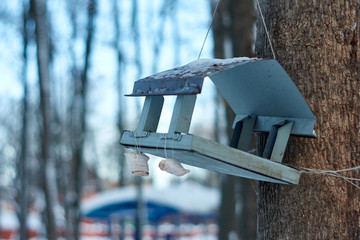 bird feeder on a tree in winter.