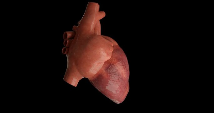 Human heart beating gyrating 360 degree in loop