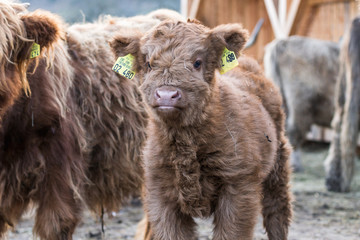 Schottisches Hochlandrind