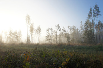 Misty morning at forest landscape