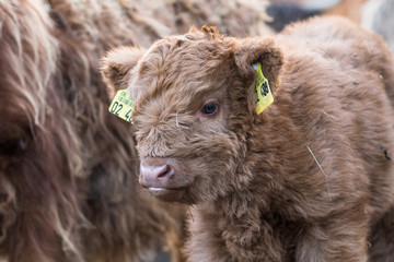 Schottisches Hochlandrind