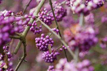 Herbstbeeren  Lila Pflanzen  Ranken Flechten 
