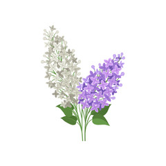 Branch of white and purple lilac flowers. Beautiful spring bouquet. Garden plant. Flat vector design