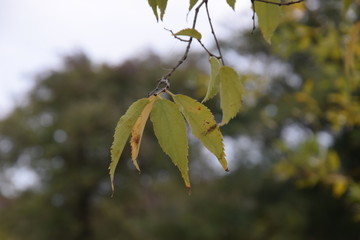 autumn leaves on tree