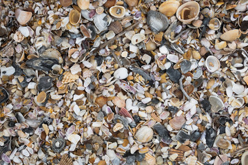 Many colored shells on the beach.