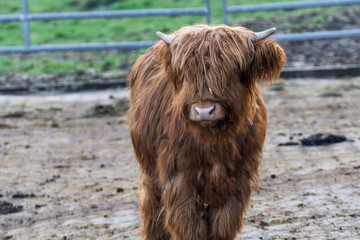 Schottisches Hochlandrind