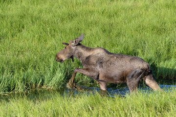 Fototapeta premium Shiras Moose of The Colorado Rocky Mountains
