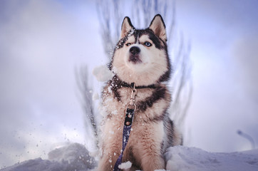 siberian husky in snow