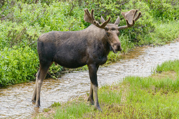 Naklejka na ściany i meble Shiras Moose of The Colorado Rocky Mountains