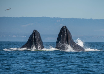 Humpback Whales Lunge Feeding