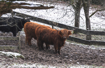 Schottisches Hochlandrind