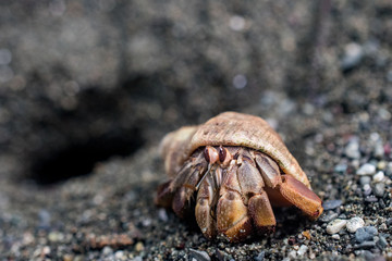 Hermit Crab