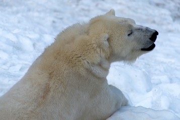Naklejka premium Ours polaire à Ranua, Laponie, Finlande