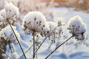 Dry plants covered with a thick layer of the clear white fluffy snow