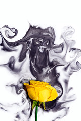 yellow rose inside water white background color acrylic underwater paint ink dye under smoke black