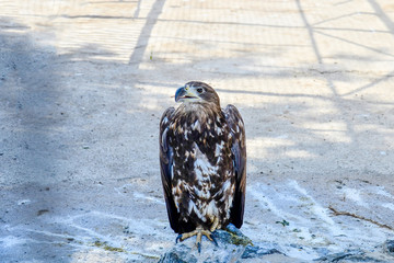 Brown eagle, front view.