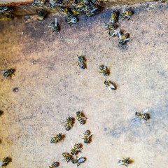 A beehive, a view from the inside. The bee-hut. Honey bee. Entra
