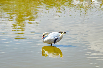 White swan floats on water © andov