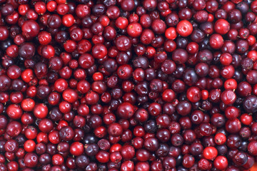 A lot of cranberries lying down on the horizontal surface. A beautiful fresh fruit background