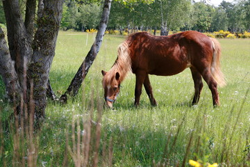 Naklejka premium Pferde laufen über die Felder in den Sanddünen, einem Naturschutzgebiet in Baden-Baden Sandweier