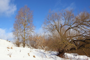 Winter landscape - beautiful snow-covered mountain slope with bare trees on a blue sky background