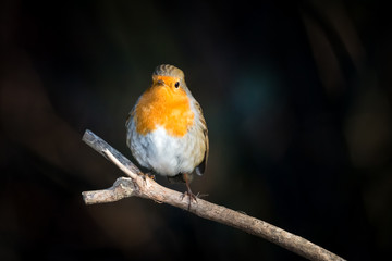 robin on a branch, black background