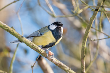 great tit on a branch holding a peanut