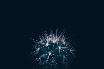A small cactus with long needles on a dark background. Minimalistic photography
