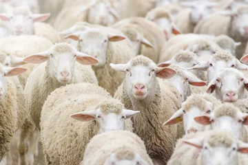 Fototapeten Flock of sheep, sheep farm © allexxandarx