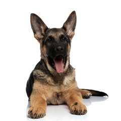 adorable german shepard with tongue exposed resting