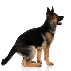 back view of excited german shepard looking up to side