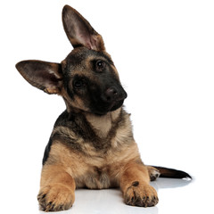 cute shepard dog leans its head to side while resting