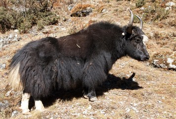 Black yak on the way to Everest base camp - Nepal
