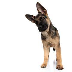 funny german shepard looks down to side while leaning head