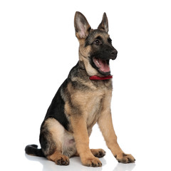 happy german shepard wearing red bowtie looks to side