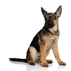 curious german shepard sits and looks up to side