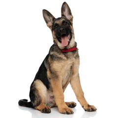 excited german shepard wearing red bowtie looks up