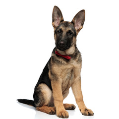 adorable seated german shepard with red bowtie