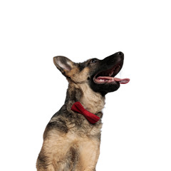 close up of stylish german shepard looking up to side