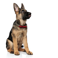 curious german shepard with red bowtie and tongue exposed