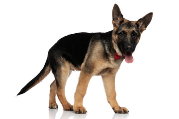 side view of cute german shepard wearing red bowtie panting