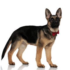 side view of elegant wolf dog looking up