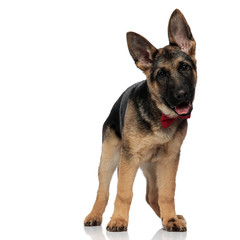 stylish german shepard with tongue exposed