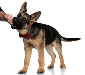 gentleman german shepard biting a human fist