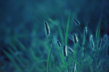Close up of grass blades in backlit at sunset, photo in a blue tone that resembles the moonlight