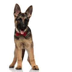curious german shepard with red bowtie looks down to side