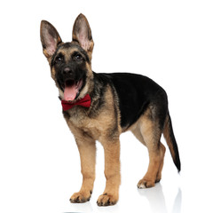 elegant wolf dog pants and looks to side while standing