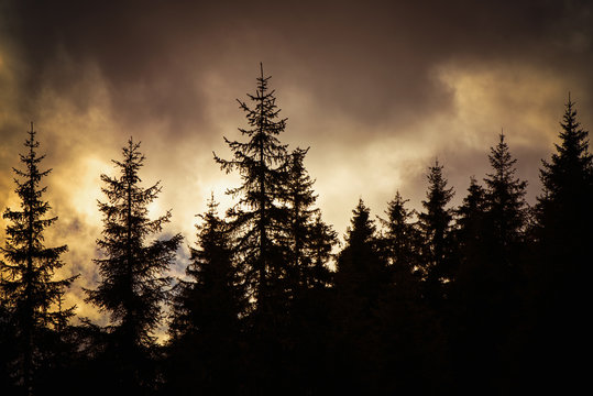 twilight in a pine forest covered with dark clouds, a threatening atmosphere, fantasy background