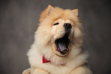 Obraz na płótnie Canvas head of yawning chow chow looking to side while lying
