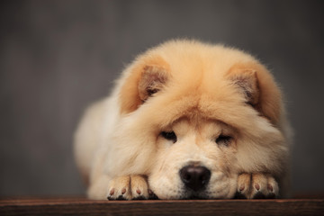 Fototapeta na wymiar cute chow chow resting on its paws on wooden table